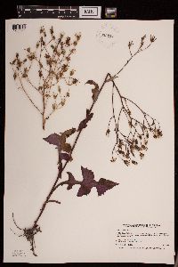 Lactuca canadensis image