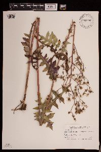 Lactuca canadensis image
