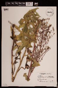 Lactuca canadensis image