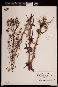 Lactuca canadensis image