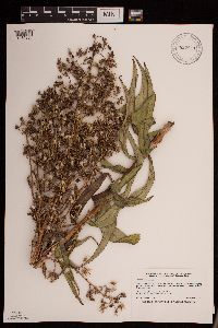 Lactuca canadensis image
