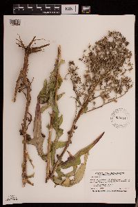 Lactuca canadensis image