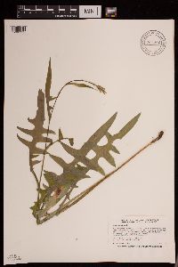 Lactuca canadensis image