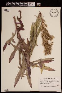 Lactuca canadensis image