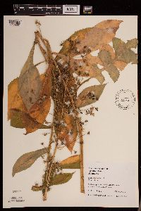 Lactuca canadensis image