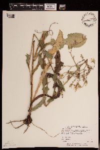 Lactuca canadensis image
