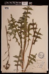 Lactuca canadensis image