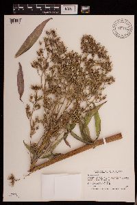 Lactuca canadensis image