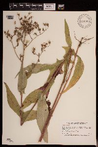 Lactuca canadensis image