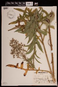Lactuca canadensis image