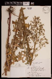 Lactuca canadensis image