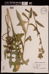 Lactuca canadensis image