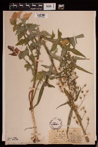 Lactuca canadensis image