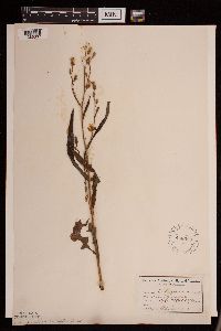 Lactuca canadensis image