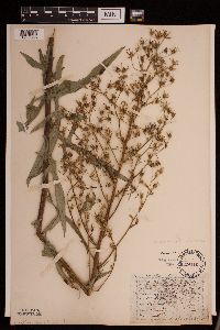 Lactuca canadensis image