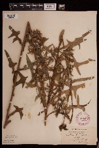 Lactuca canadensis image