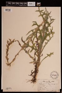Lactuca canadensis image