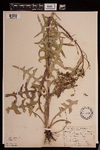 Lactuca canadensis image