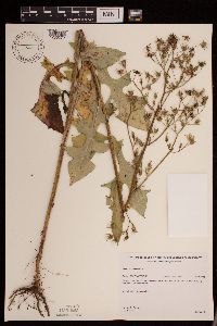 Lactuca canadensis image