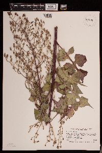 Lactuca floridana image