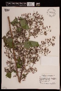 Lactuca floridana image