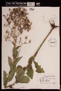 Lactuca ludoviciana image