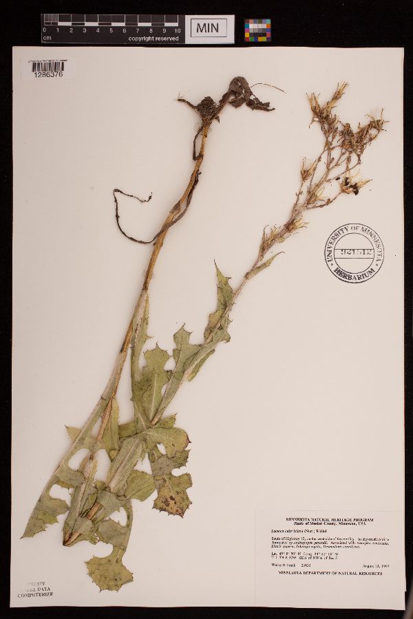Lactuca ludoviciana image