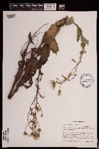 Lactuca ludoviciana image