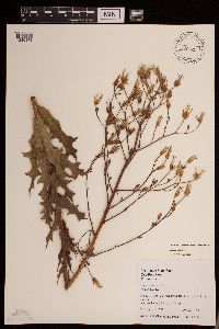 Lactuca ludoviciana image