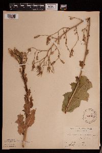 Lactuca ludoviciana image