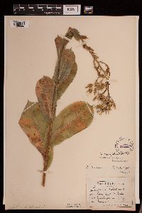 Lactuca ludoviciana image