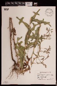 Lactuca serriola image