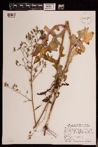 Lactuca serriola image