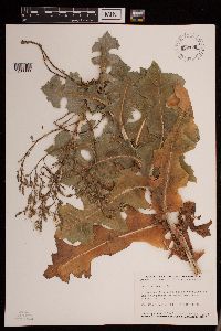 Lactuca serriola image