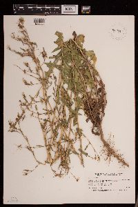Lactuca serriola image