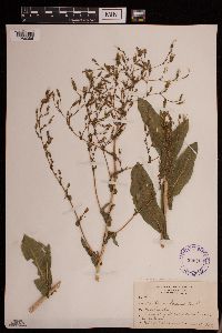 Lactuca serriola image