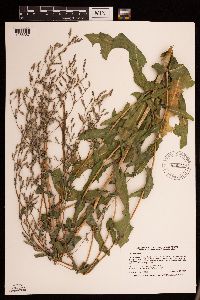 Lactuca serriola image