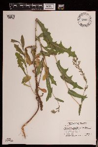 Lactuca serriola image