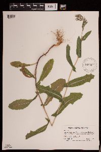 Lactuca serriola image