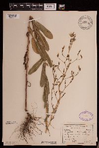 Lactuca serriola image