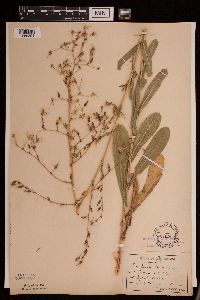 Lactuca serriola image