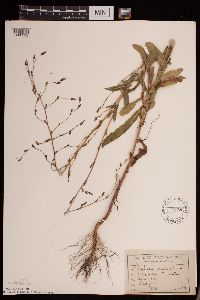 Lactuca serriola image