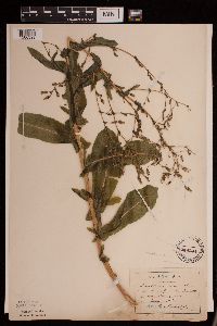 Lactuca serriola image