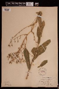 Lactuca serriola image