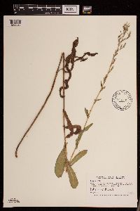 Lactuca serriola image