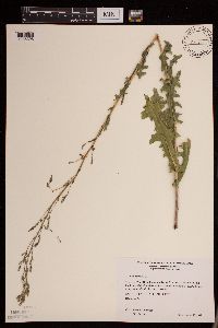 Lactuca serriola image