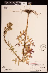 Lactuca canadensis image