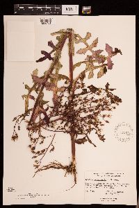 Lactuca canadensis image