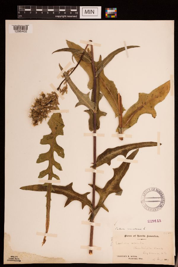 Lactuca canadensis image