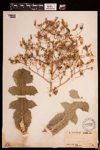 Lactuca ludoviciana image